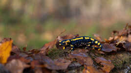 Le petit dragon Solgnot