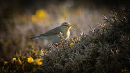 Pouillot dans la lande