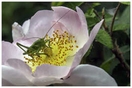 uLa sauterelle, posé sur une fleur d'églantier