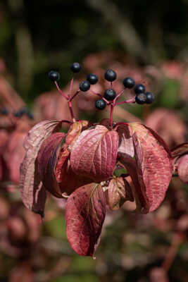 Cornus sanguinéa