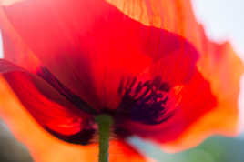 coquelicot
