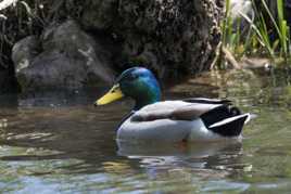 Canard colvert