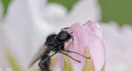 Mouche de la Saint Marc