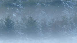 La magie du brouillard