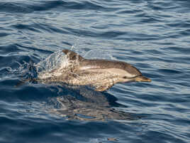 Dauphins bleu et blanc