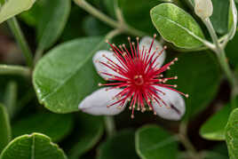 Fleur du feiyoa