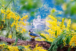 Le village du mimosa