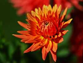 Dalhia flamboyant