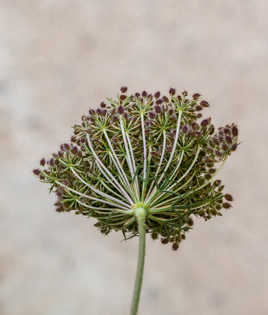 Fleur berce sphondyle