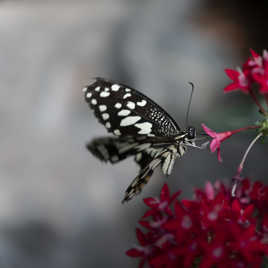 Il butine rapidement