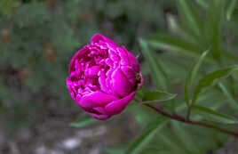 pivoine isolée