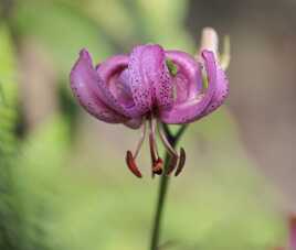 Lys martagon
