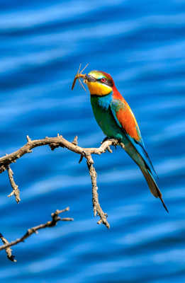 Guêpier, mais pas que !!!