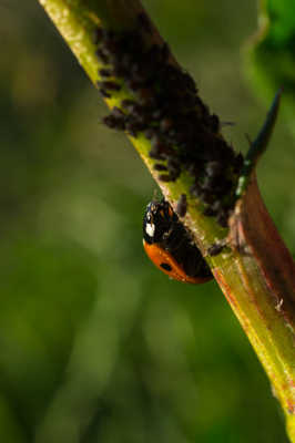C'est l'heure du repas