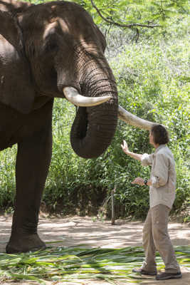 Tembo éléphant de plus de 6 tonnes.