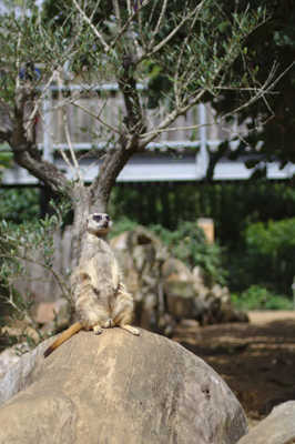 Suricate à cornes