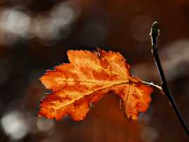 Dernière feuille de novembre