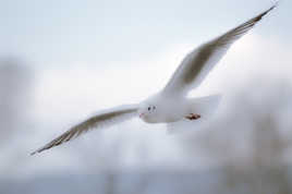 Déguisé en colombe...