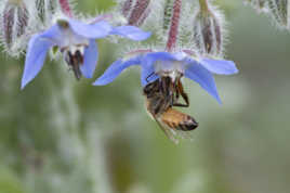 Bourrache et Abeille