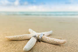 Les alliances d'une étoile à la mer