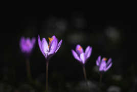 Crocus d'automne