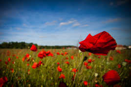 champs de coquelicots