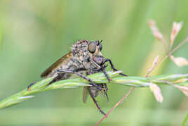 Ma mouche, mon repas