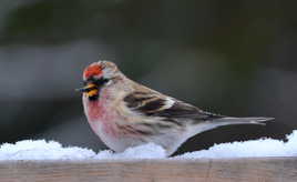 Miam, j'aime les graines !