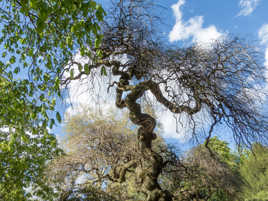 L'Arbre zen