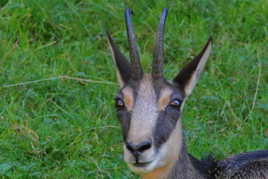 Chamois dans la Vanoise