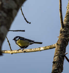 Sur une branche perché