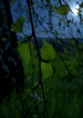 arbre de nuit a Ambérieu en bugey