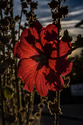 l'important c'est la rose