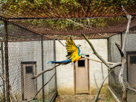 Le perroquet et le pain