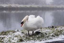 Cygne frigorigié