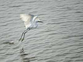 Aigrette garzette