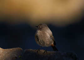Rougequeue Noir (Phoenicurus Ochruros)