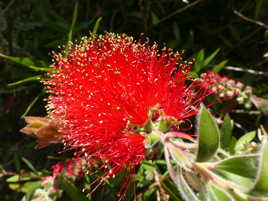 Nature si étonnante