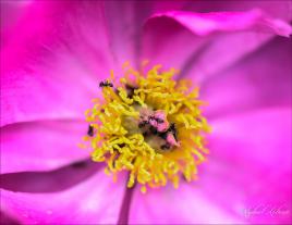 fourmis sur fleur
