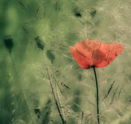Gentil Coquelicot Mesdames