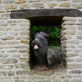 Mais pourquoi les gens rient?