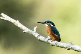 Martin au lever de soleil