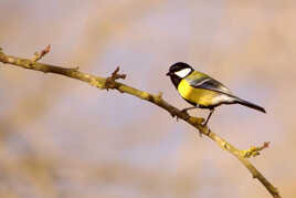 Une Présence Heureuse
