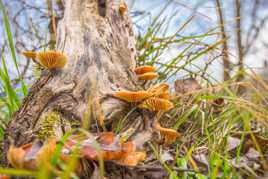 Quelques champignons