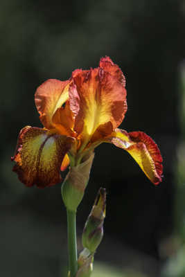 juste une autre fleur