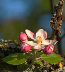 Plus belle est la fleur meilleur sera le fruit