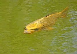 Silencieuse... la Carpe