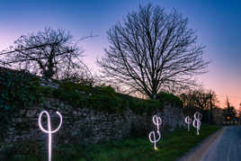 Lumineuses fleurs du bord de chemin