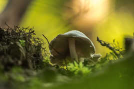 Les dessous du champi !