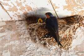 Les hirondelles sont de retour